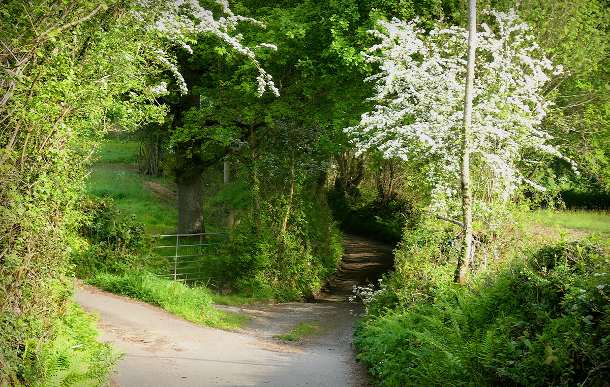 Brook Guitars Entrance To The Lane