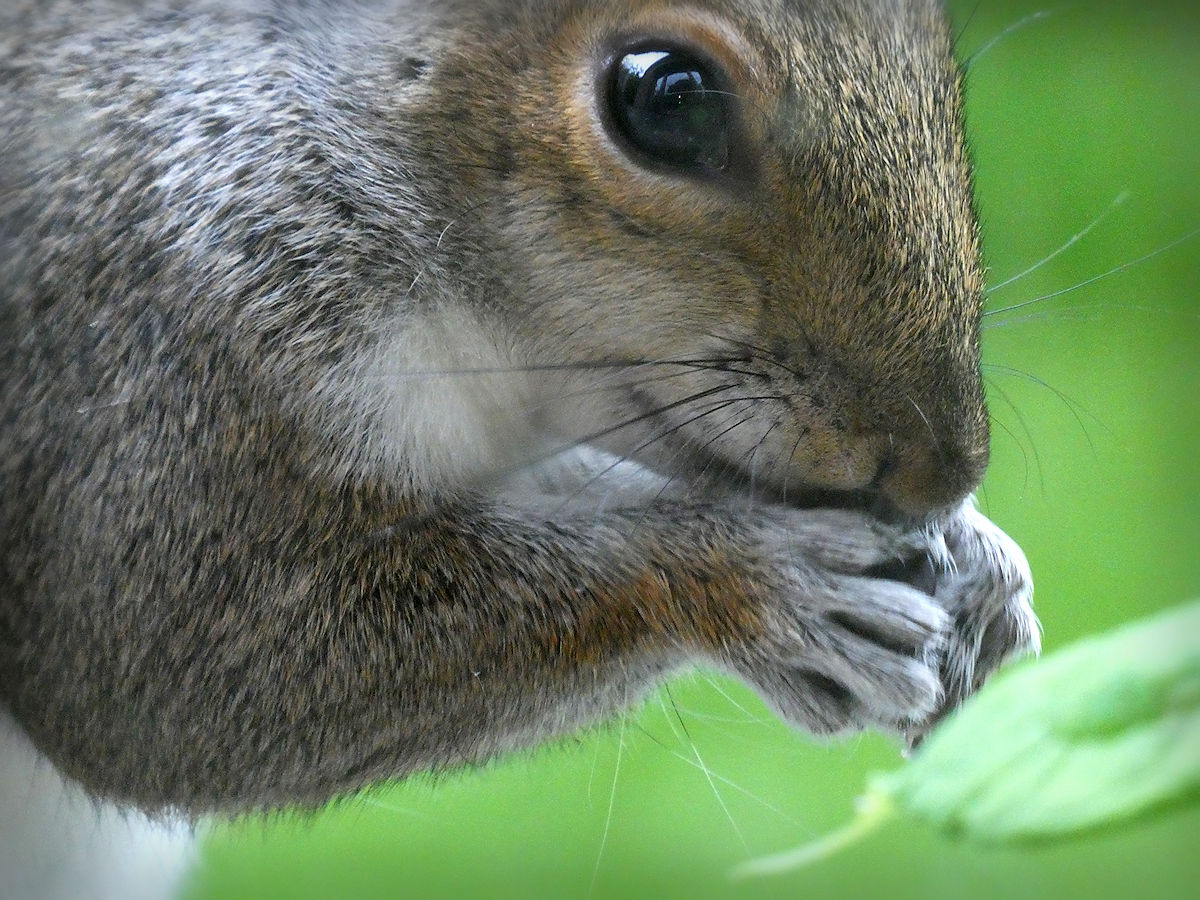 Squirrel at Brook Workshop